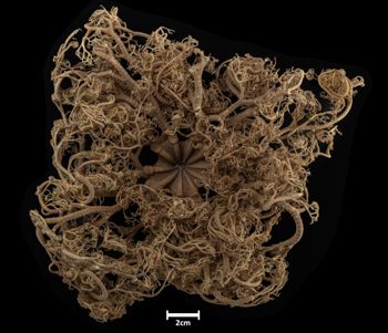 Media type: image;   Invertebrate Zoology OPH-2911 Description: Top down view of single ophiuroid specimen with a scale bar.;  Aspect: dorsal
